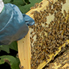 New Zealand Certificate in Apiculture Level 3 course thumbnail image