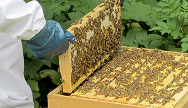 Beekeeping student lifting out a beehive screen