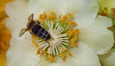 New Zealand Certificate in Horticulture Fruit Production Strand Level 3 course thumbnail image