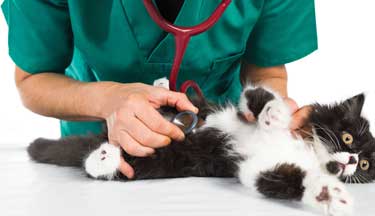 Cat being examined by veterinary student at Toi Ohomai