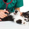 Cat being examined by veterinary student at Toi Ohomai