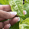 New Zealand Certificate in Primary Industry Skills Level 2 course thumbnail image