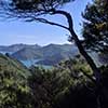 Photo looking through New Zealand bush over mountains and ocean