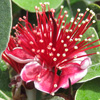 Introduction to Applied Horticulture (Level 3) Introduction to Applied Horticulture (Level 3)