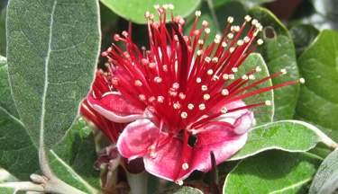 Introduction to Applied Horticulture (Level 3) Introduction to Applied Horticulture (Level 3)