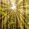 New Zealand Certificate in Conservation Operations course