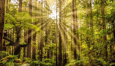 New Zealand Certificate in Conservation Operations course
