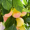 Fruit Production for Profit course image Fruit Production for Profit course image