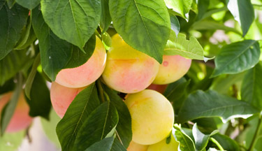 Fruit Production for Profit course image