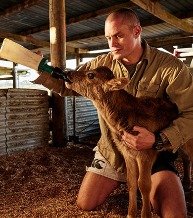 Farmer feeding calf 