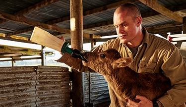 Farming student feeding a calf
