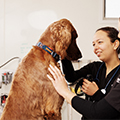 Animal care students checking over a dog
