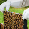 Student pulling out bees from the hive