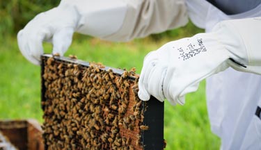 Student pulling out bees from the hive