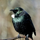 Image of a Tui 