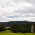 Forestry image