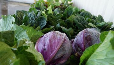 Community garden skills thumbnail image Community garden skills thumbnail image