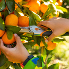 Horticulture student picking fruit Horticulture student picking fruit