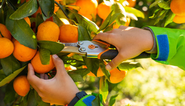 Horticulture student picking fruit Horticulture student picking fruit