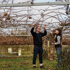 Horticulture student with tutor in kiwifruit farm