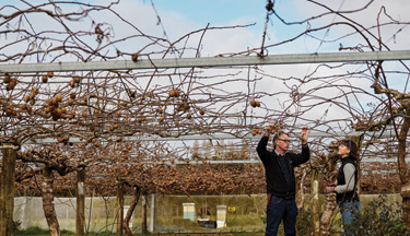 Horticulture student with tutor in kiwifruit farm