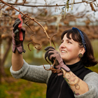 Horticulture student pruning kiwifruit vine