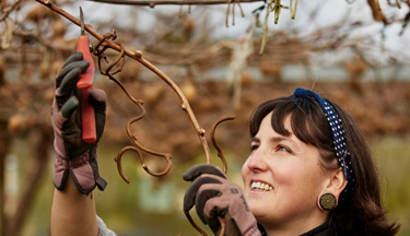 Horticulture student pruning kiwifruit vine
