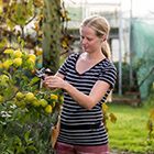 Horticulture student pruning a lemon tree