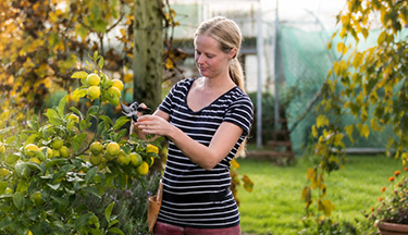 Horticulture student pruning a lemon tree
