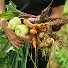 Horticulture student carrying vegetables pulled from the ground