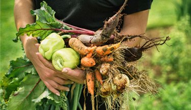 Horticulture student carrying vegetables pulled from the ground