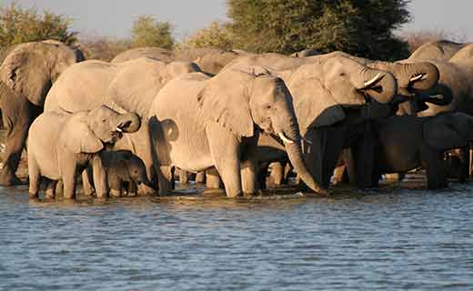 Elephants