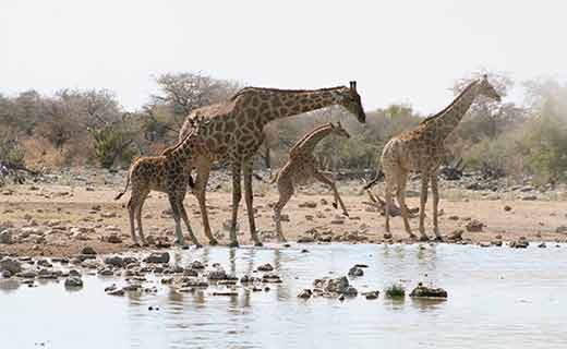 Giraffes