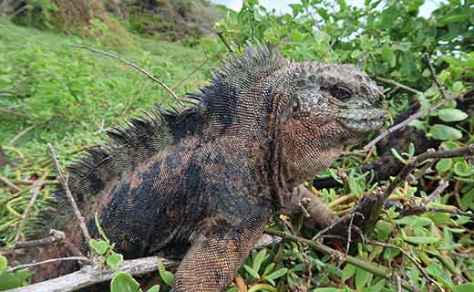 Iguana