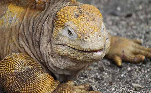 Iguana