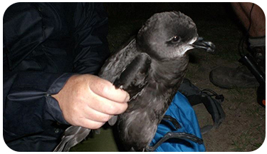 Injured bird