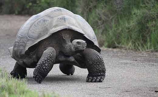 Turtle