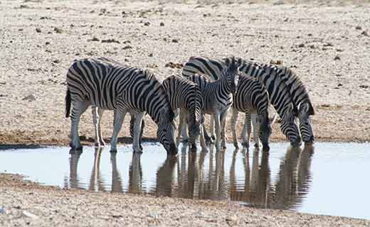 Zebras