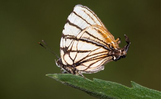 An image of a butterfly