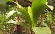 Toi Ohomai environmental course student peering through a huge plant