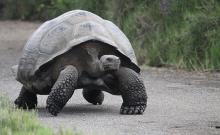 There are only a handful of Giant Fenandina giant tortoise in the world today but if you study the Tropical Ecology and Monitoring course you will get an opportunity to check out their homelands in the Galapagos Islands