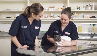 Vet nurses tending to injured cat